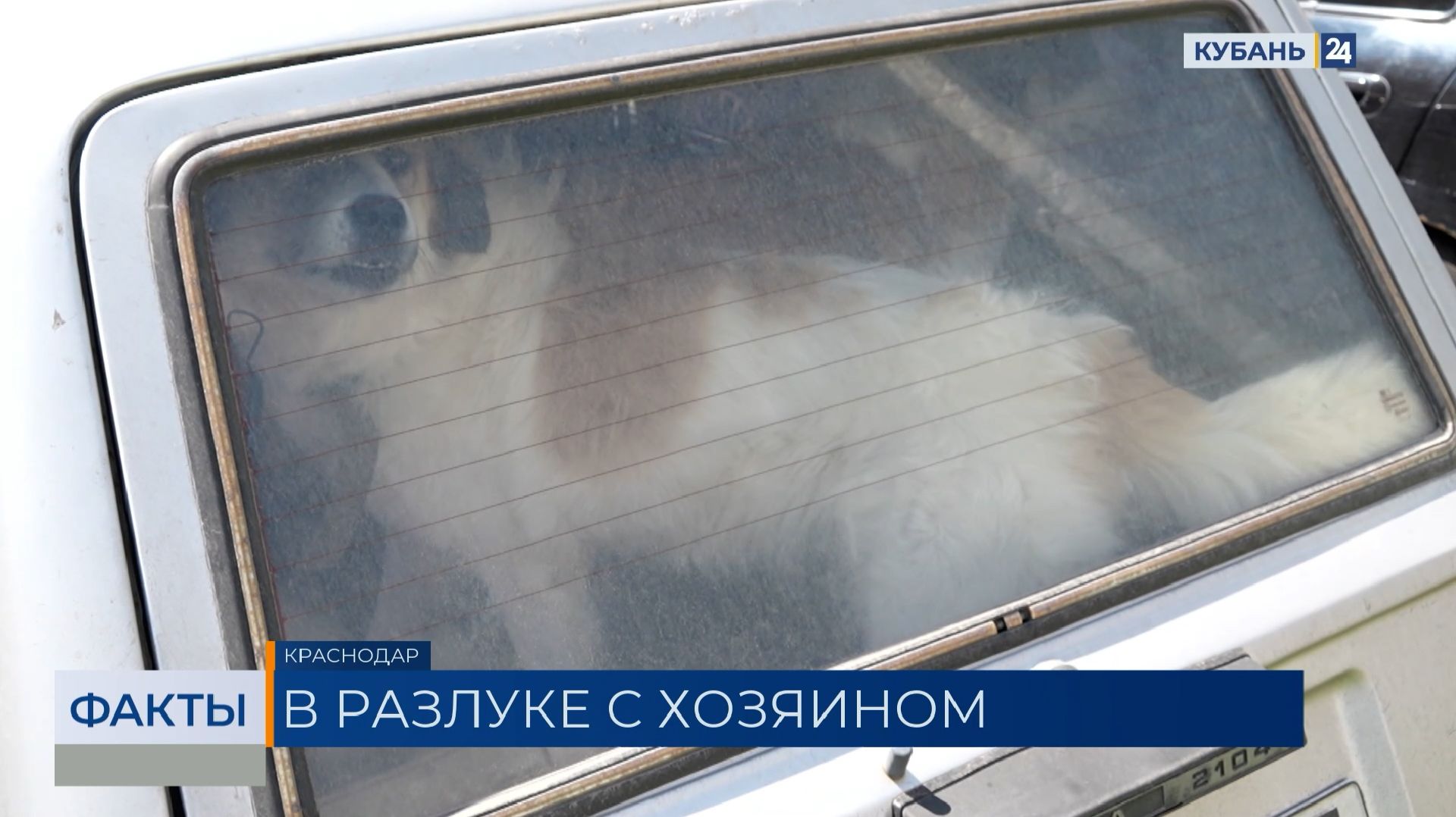 Запертых в припаркованной легковушке собак заметили на Гидрострое в Краснодаре