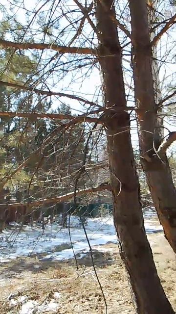 Под сенью хвойного шатра