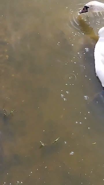 Супер крутое наблюдение за лебедем