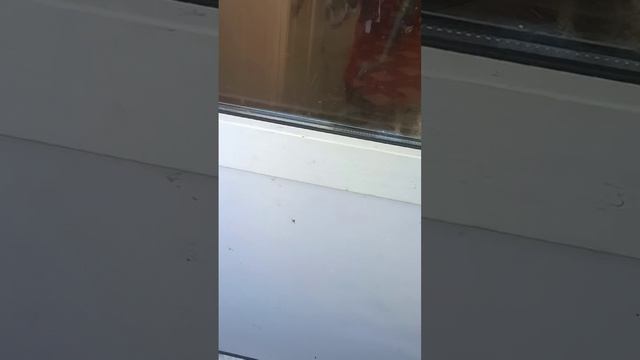 фильм Сильный рассцвет смотреть онлайн