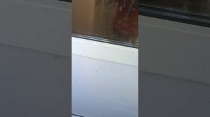 фильм Сильный рассцвет