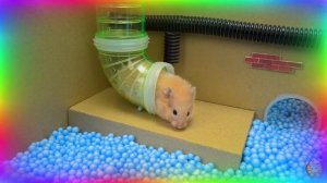 🧠 Эти хомячки могут быть умнее, чем вы думаете! Испытание в лабиринте. 7 часть