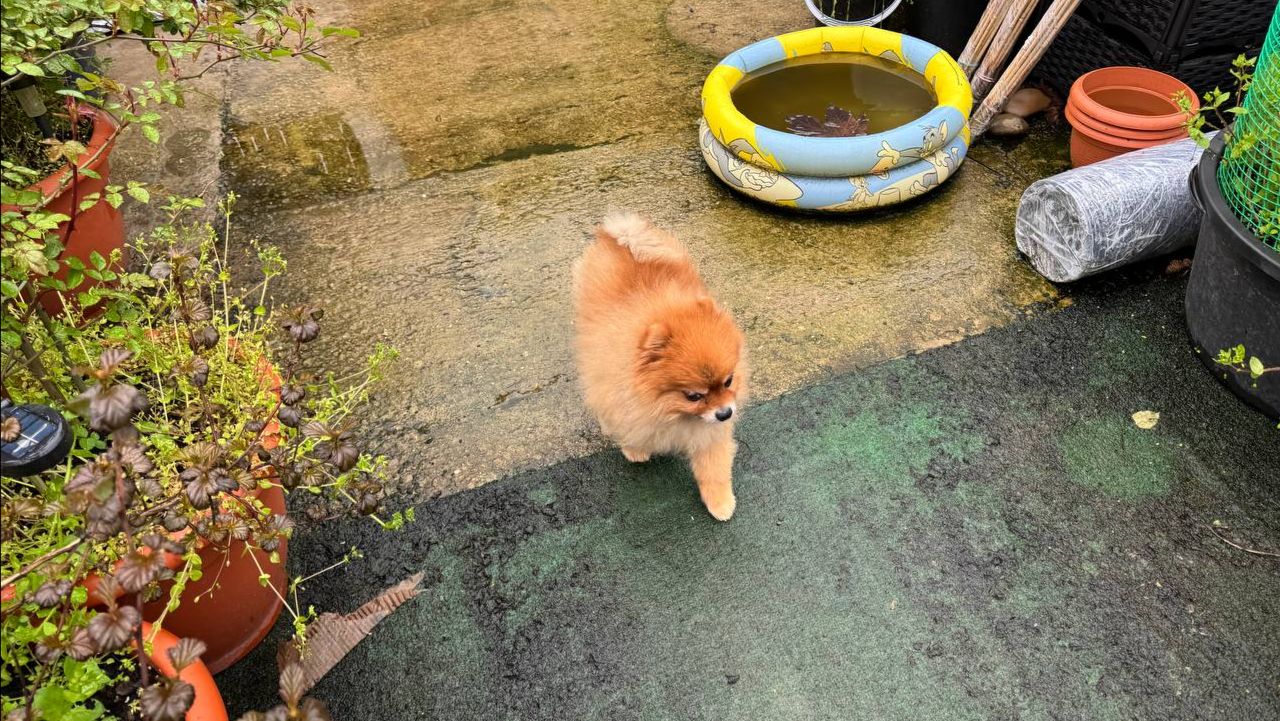 На улице сыро, хвостики даже гулять не хотят.