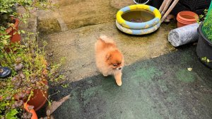 На улице сыро, хвостики даже гулять не хотят.