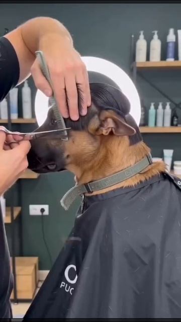 СМЕШНЫЕ КОТЫ 😺 2026 ЛУЧШИЕ ПРИКОЛЫ С КОТАМИ ,КОШКАМИ ,ЖИВОТНЫЕ,СМЕШНЫЕ ВИДЕО