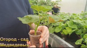 Уход за молодыми черенками пеларгоний и хризантем