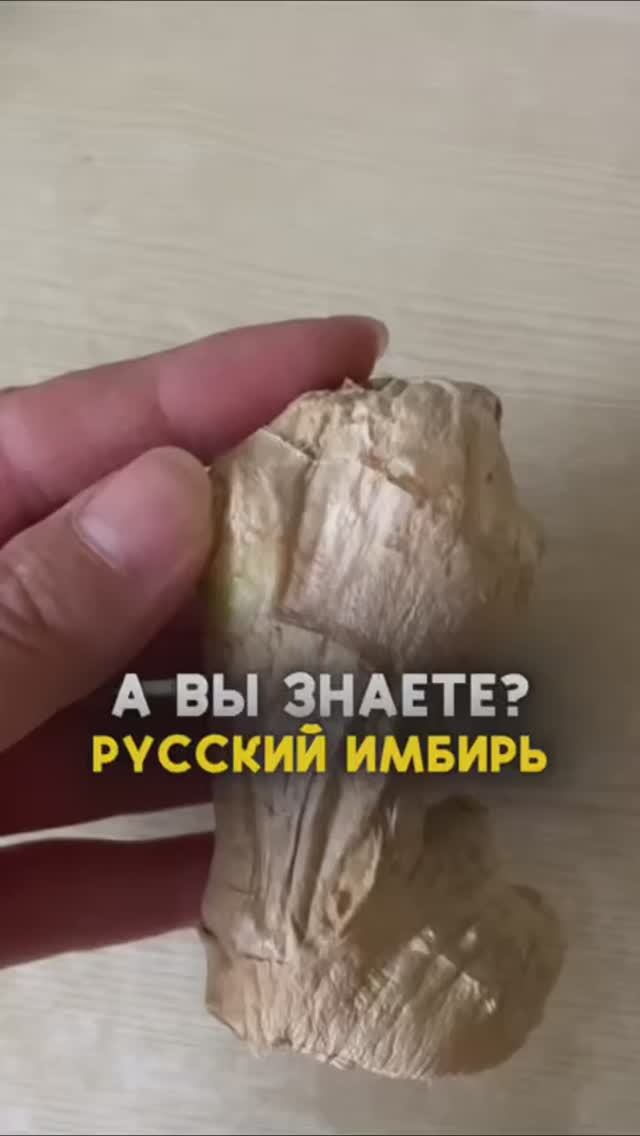 Русский имбирь