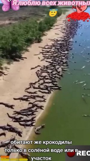 Животные приколы и не только😅