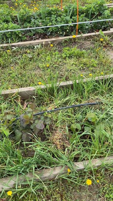 Ежевика на 2-й год после посадки