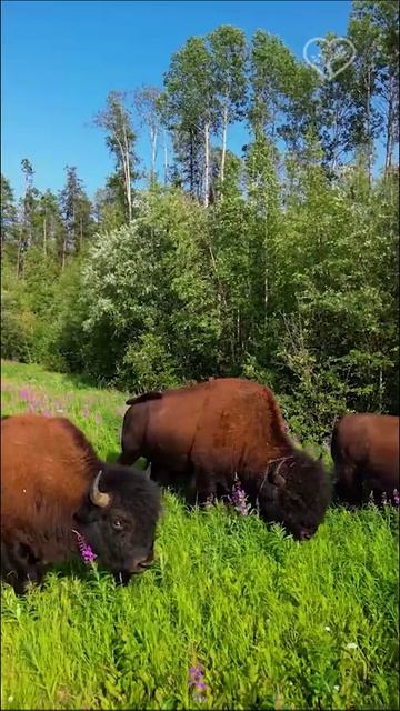 Телята бизонов среди весенних цветов