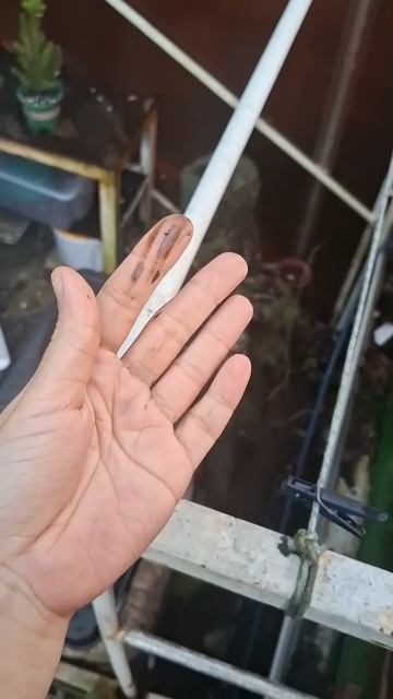 В Туапсе началась экологическая катастрофа