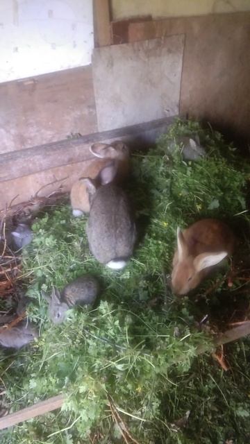 ВАльер для кроликов как его сделать