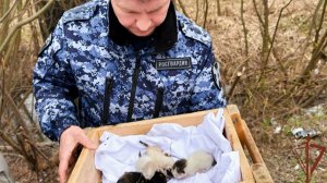 Росгвардейцы спасли замерзающих котят в Подмосковье