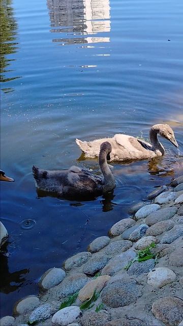 Лебедята так выросли!