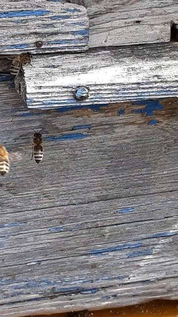 Первая пыльца 20.04.2026