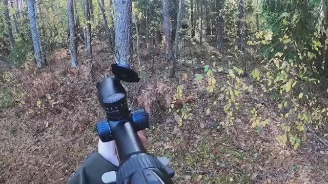 ЗАГОННАЯ ОХОТА, МАЗИЛА В ДЕЛЕ