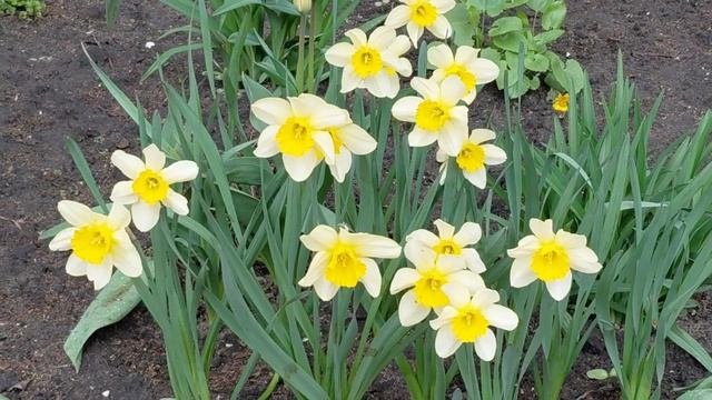 Цветник у дома, прогулка в парк и немного о вязании.🌷🌳🧶