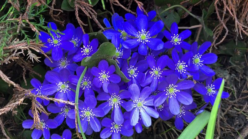 Весенний первоцвет в саду - ПЕЧЕНОЧНИЦА или ПЕРЕЛЕСКА