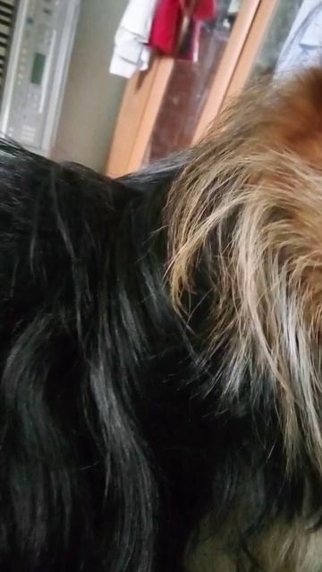 моя собачка =)