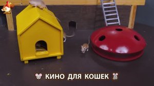 Видео для кошек про крысок развлекать питомцев 🐭🐀😂 (506)