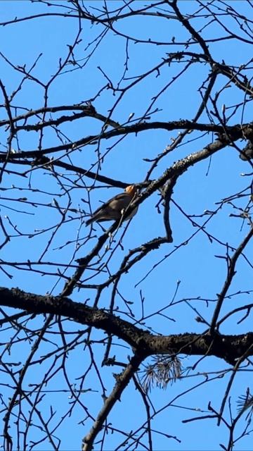 Весенние птицы