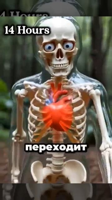 скилет объясняет