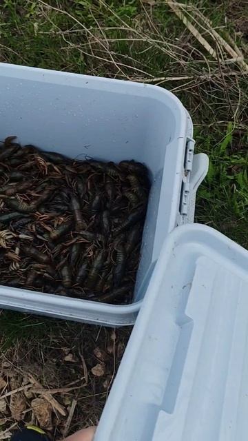 Зарыбление малой речки