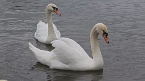 4K-съёмка на зум-камеру vivo V70