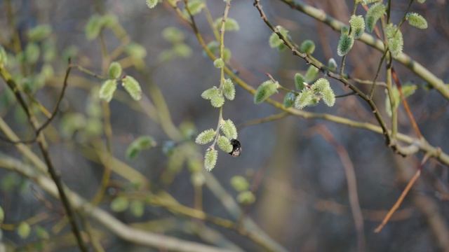Весенний лес, релакс, пение птиц, Воронеж, НИИЛГиС