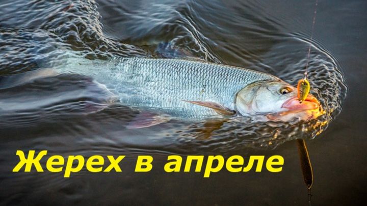 КАК ЛОВИТЬ ЖЕРЕХА В АПРЕЛЕ? МЕСТА И ВРЕМЯ ДЛЯ РЫБАЛКИ! ПРИМАНКИ И СНАСТИ ДЛЯ ЛОВЛИ НА СПИННИНГ