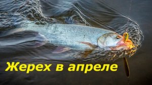 КАК ЛОВИТЬ ЖЕРЕХА В АПРЕЛЕ? МЕСТА И ВРЕМЯ ДЛЯ РЫБАЛКИ! ПРИМАНКИ И СНАСТИ ДЛЯ ЛОВЛИ НА СПИННИНГ