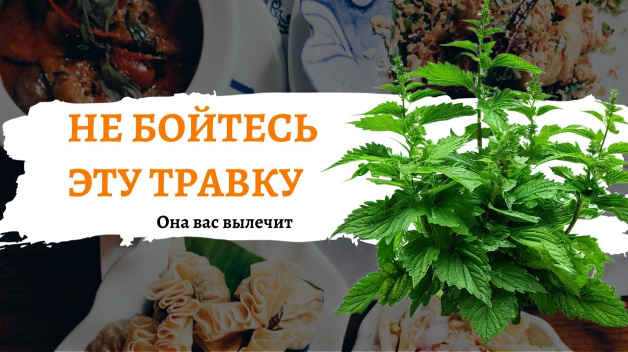 НЕ БОЙТЕСЬ ЭТУ ТРАВКУ, ОНА ЛЕЧИТ