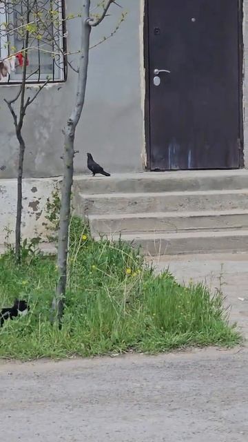 Сегодня на ужин дичь