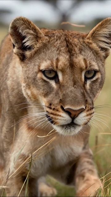 Потрясающая львица в дикой природе #лев #дикаяприрода #животные