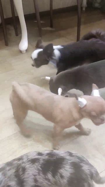 Милые щеночки