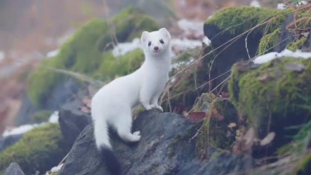 Животные России