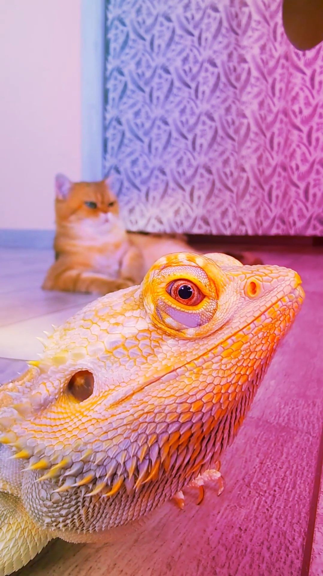 Агама видит то, что скрыто от людей 👁️🦎