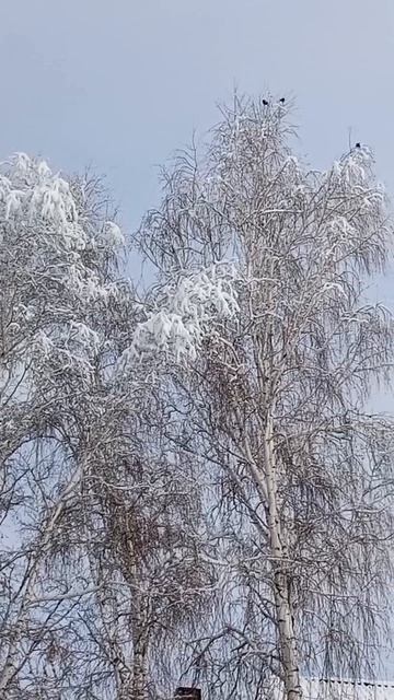 🫣 Зима не хочет уходить! 😅 
(20.04.2026г) 🤪