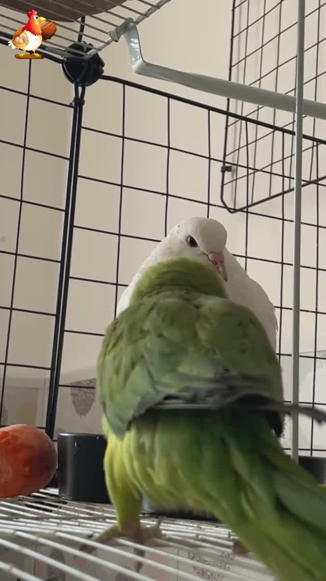 Зеленый попугай и белый голубь (10)