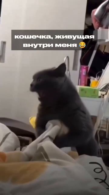Зацени кошечку😉 #мем #жиза