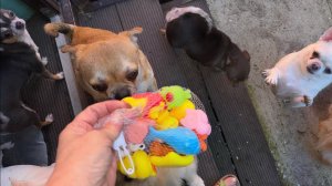 Все порадовались игрушечкам, Ляля сегодня даже удивила.