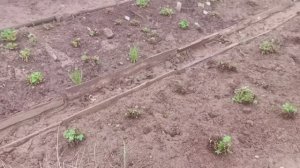 Перечислила сорта и гибриды земляники садовой крупно и мелкоплодной.