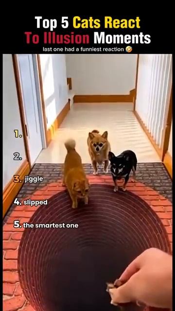 Коты и иллюзии