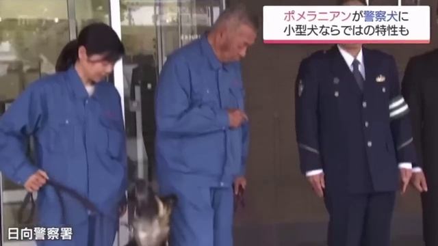 В Японии шпиц впервые официально стал полицейским. Малыш по кличке Хаку идеально сдал экзамены