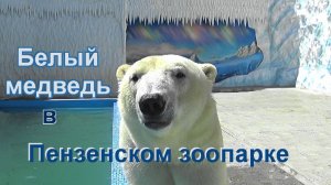Белый медведь в Пензенском зоопарке