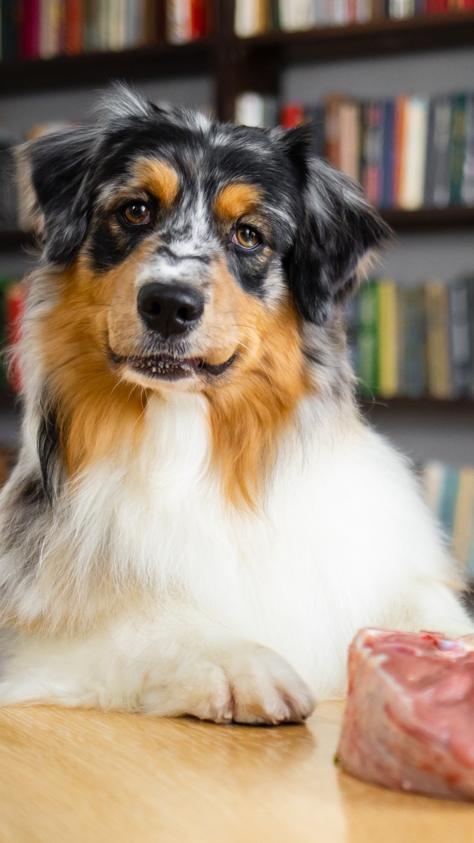 Сколько мяса должно быть в корме для собак? #FRIENDFOOD #яимойхвост