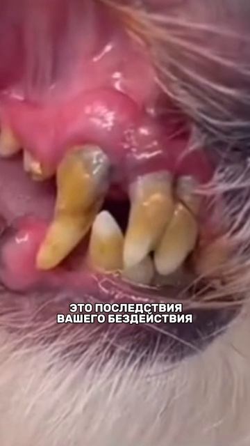 Я чищу зубки Амура 3/4 раза в неделю специальной 👉 Зубной  пастой #WW289331
 Паста помогает убрать н