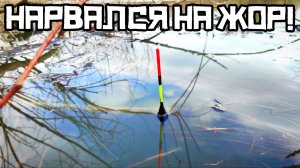 ТАКОЙ РЫБАЛКИ Я НЕ ЖДАЛ! Крупняк вышел в КУСТАХ! Рыбалка 2026