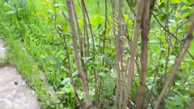 Жизнь вне орхидей -  и старый ПОМОШНИК подвёл ： пришел СОСЕД ругаться что скосил еду его кроликов