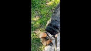 Румба Про Румбу